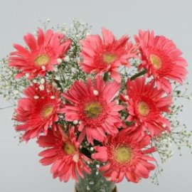 Pink Marvel Gerbera Vase