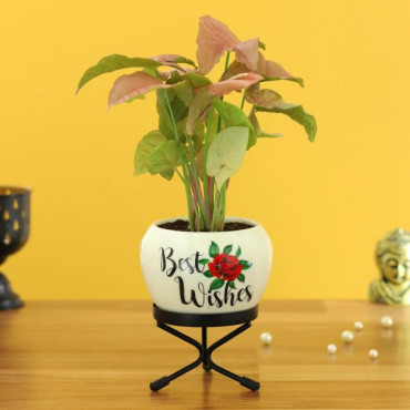 Pink Syngonium Plant In Best Wishes Metal Pott Hand Delivery