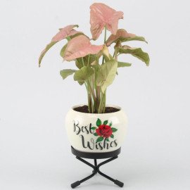 Pink Syngonium Plant In Best Wishes Metal Pott Hand Delivery