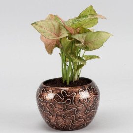 Pink Syngonium Plant In Embroidery Print Pot