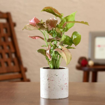 Pink Syngonium Plant In Terrazo Planter