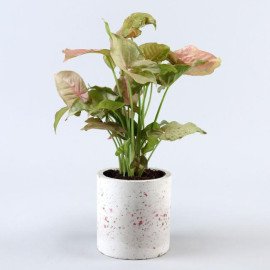 Pink Syngonium Plant In Terrazo Planter