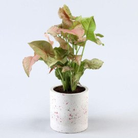 Pink Syngonium Plant In Terrazo Planter