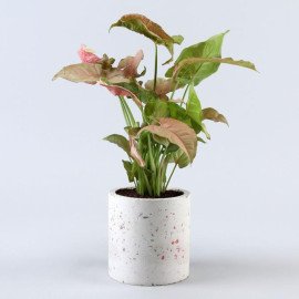 Pink Syngonium Plant In Terrazo Planter