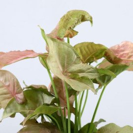 Pink Syngonium Plant In Terrazo Planter