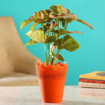 Pink Syngonium Plant in Cosmos Pot