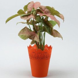 Pink Syngonium Plant in Cosmos Pot