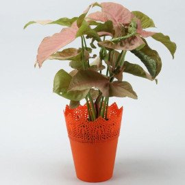 Pink Syngonium Plant in Cosmos Pot