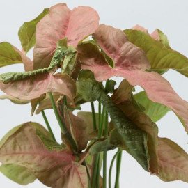 Pink Syngonium Plant in Cosmos Pot