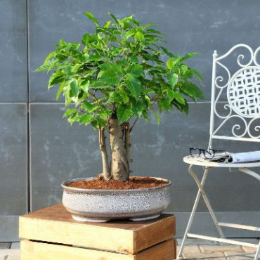 Pipal Bonsai Plant In White Tray Planter