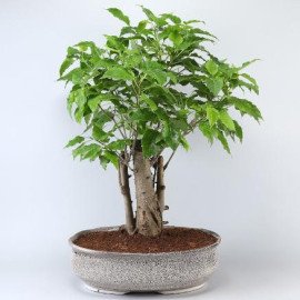 Pipal Bonsai Plant In White Tray Planter