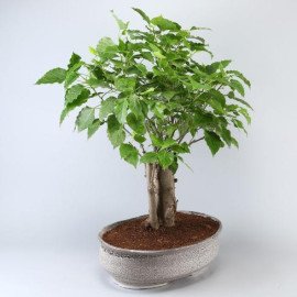 Pipal Bonsai Plant In White Tray Planter