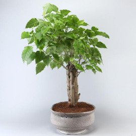 Pipal Bonsai Plant In White Tray Planter