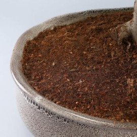 Pipal Bonsai Plant In White Tray Planter