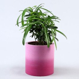 Podocarpus Plant In Lilac Planter