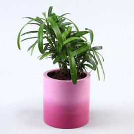 Podocarpus Plant In Lilac Planter