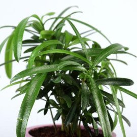 Podocarpus Plant In Lilac Planter