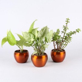 Potted Jade With Syngonium & Money Plant Combo