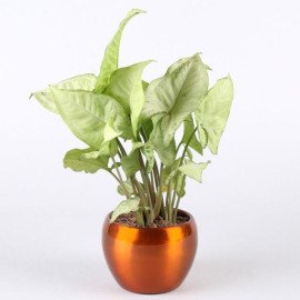 Potted Jade With Syngonium & Money Plant Combo