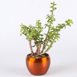 Potted Jade With Syngonium & Money Plant Combo
