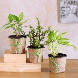 Potted Jade With Syngonium and Money Plant Set