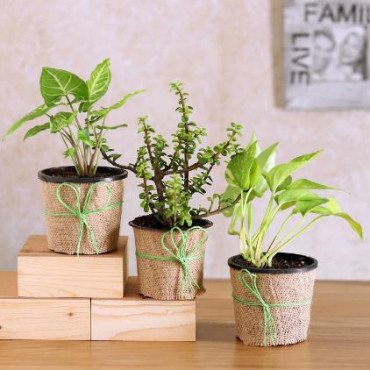 Potted Jade With Syngonium and Money Plant Set