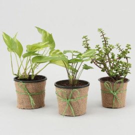 Potted Jade With Syngonium and Money Plant Set
