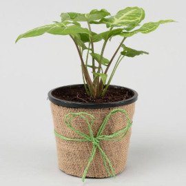 Potted Jade With Syngonium and Money Plant Set