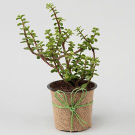 Potted Jade With Syngonium and Money Plant Set