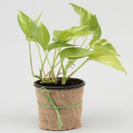 Potted Jade With Syngonium and Money Plant Set