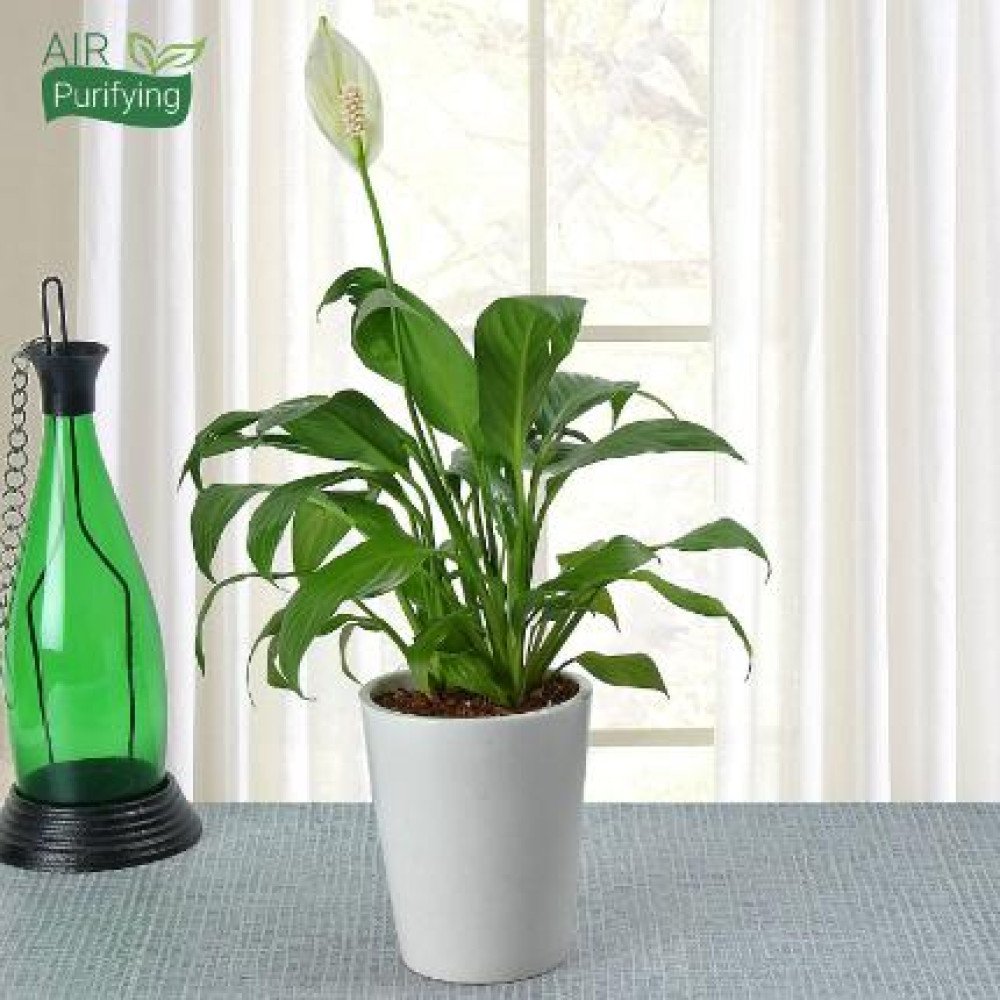 Potted Peace Lily Plant