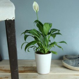 Potted Peace Lily Plant