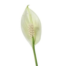 Potted Peace Lily Plant