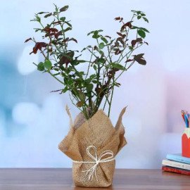 Potted Rose Plant