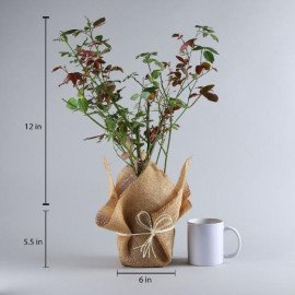 Potted Rose Plant