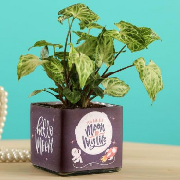 Potted Syngonium Plant In Moon of Life Vase