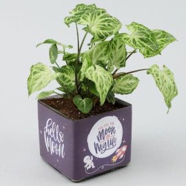 Potted Syngonium Plant In Moon of Life Vase