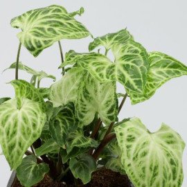 Potted Syngonium Plant In Moon of Life Vase