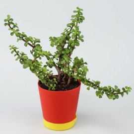 Raja Ganesha Idol Jade Plant With Gulab Jamun Combo