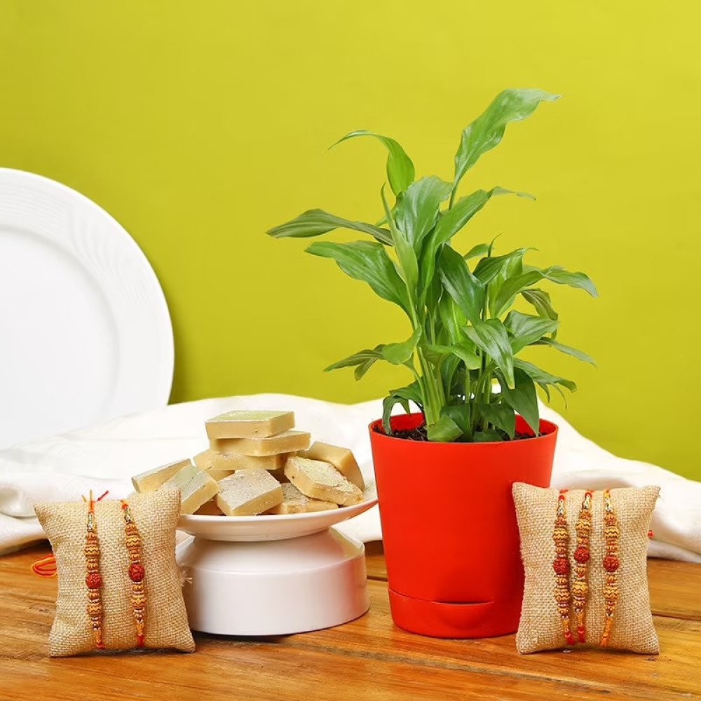 Rakhi Plant And Kaju Combo