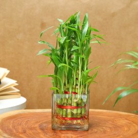 Rakhi Set With Two Layer Bamboo Plant