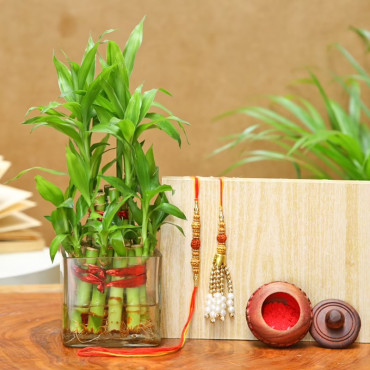 Rakhi Set With Two Layer Bamboo Plant