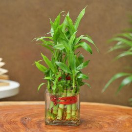 Rakhi With Bamboo Plant