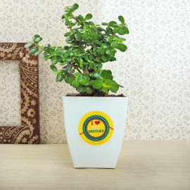 Rakhi With Five Dairy Milk Chocolates N Jade Plant