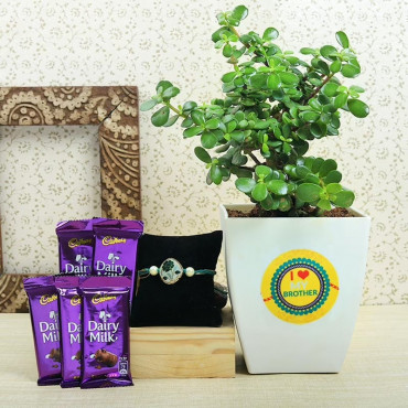 Rakhi With Five Dairy Milk Chocolates N Jade Plant