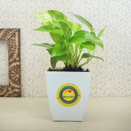 Rakhi With Five Kitkat Bars N Money Plant