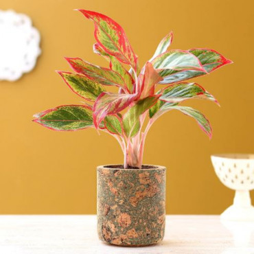 Red Aglaonema Plant In Pipe Shape Cork Pot