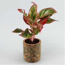 Red Aglaonema Plant In Pipe Shape Cork Pot