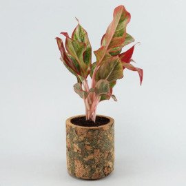 Red Aglaonema Plant In Pipe Shape Cork Pot