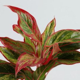 Red Aglaonema Plant In Pipe Shape Cork Pot